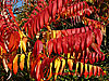 Flame Tree leaves - thumbnail