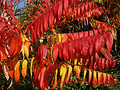 Flame Tree leaves, autumn - bright reds and yellows
