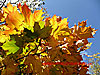 Plane Tree leaves in Autumn - thumbnail