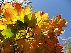 Plane Tree leaves in Autumn