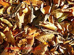 Leaf litter on the floor - the year's end