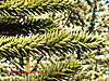 Monkey Puzzle leaves - thumbnail