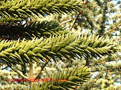 Monkey Puzzle's spiny leaves