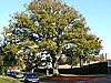 Oak, Briars Lane thumbnail