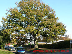 Oak with maturing leaves, Briars Lane