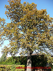 Oak with maturing leaves, French Horn Lane