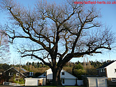 Oak without leaves, The Holdings