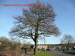 Oak without leaves, Woods Avenue
