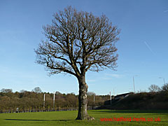 Oak without leaves, Millennium Park