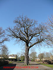Oak without leaves, Woods Avenue and The Pastures