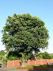 Oak with leaves, Old French Horn Lane