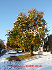 snow covered Oak with maturing leaves, Woods Avenue