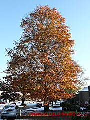 Oak with mature leaves, Woods Avenue