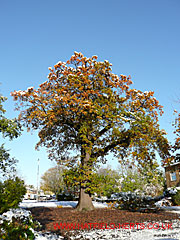 Oak with snow on leaves, Woods Avenue and The Pastures