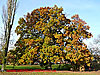 Oak, St Albans Road West thumbnail