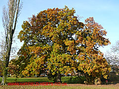 Oak with maturing red, yellow and green leaves, St Albans Road West