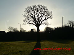 Oak without leaves in silhouette, Milennium Park, Millwards