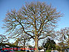 Oak, Southdown Court thumbnail