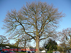 Oak without leaves, Southdown Court