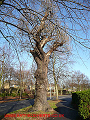 Oak without leaves, Woods Avenue