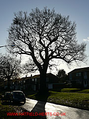 Oak without leaves in silhouette, Briars Lane