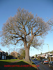 Oak without leaves, Briars Lane