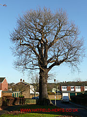 Oak without leaves, Dove Court