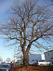 Oak without leaves, Great North Road