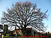 Oak tree, St Albans Rd East thumbnail