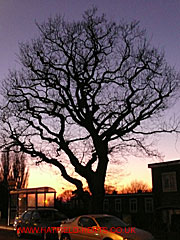 Oak without leaves at sunset, Bishops Rise