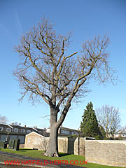 Oak without leaves, Southdown Road