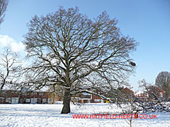 snow covered Oak, St Albans Road West