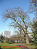 Oak, open space opposite Market Place thumbnail