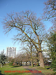 Oak without leaves, open space opposite Market Place