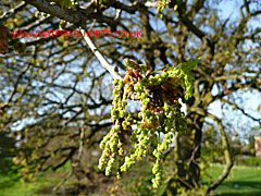 Oak flower in close up