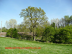 Oak with leaves, Stream Woods