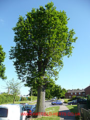 Oak with green leaves, Briars Lane