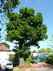 Oak with green leaves, Briars Lane