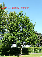 young Oak with leaves, Briars Lane