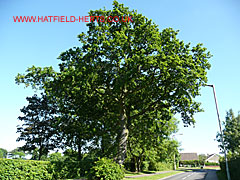 Oak with leaves, Briars Lane