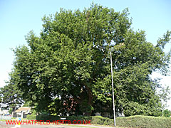 Oak tree with leaves by St Luke's church