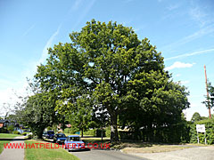 Oak with leaves, Briars Lane