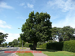 Oak with leaves, Bishops Rise