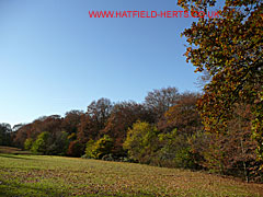 Autumn at the high pasture - more red leaves emerge