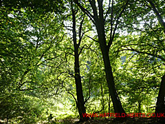 trees back lit by sunlight - lush green foliage