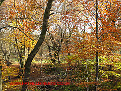 Last of the leaves for the year - the deepest reds and yellows before they drop