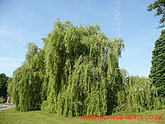 Weeping Willow - long slender drooping branches form an umbrella-like canopy