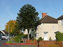 Monkey Puzzle - relatively young specimen growing in someone's front garden - but still taller than the 2 storey house