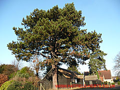 Scots Pine - towering above a hut bathed in the evening light