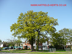 Twin Oak tree - the two trunks are crowned by a spring canopy of light green leaves